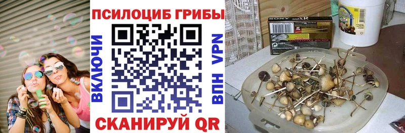 где купить наркотик  Верея  Галлюциногенные грибы Cubensis 